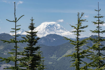 Glacier and snow covered mountain volcano dome peak framed by various pine trees.