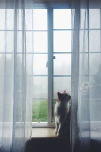 Cat sitting on window sill