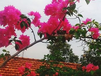 Low angle view of pink flowers