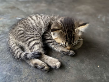 Close-up of cat lying on floor