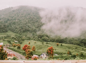 High angle view of trees on field