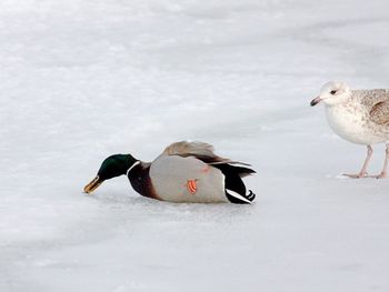 Close-up of duck on snow