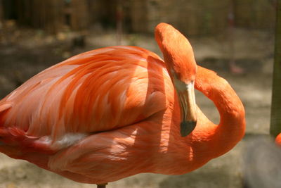 Close-up of orange duck in lake