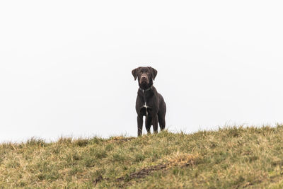 Portrait of dog on field against sky