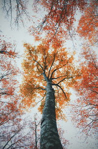 Low angle view of trees against sky during autumn