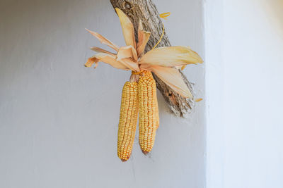 Close-up of dried hanging on table