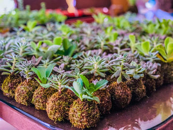 High angle view of potted plants in market