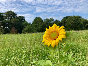 Sunflowers on grassy field