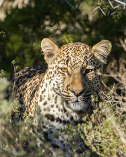Portrait of leopard 