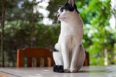 Cat looking away while sitting on plant