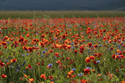 Poppies growing on field