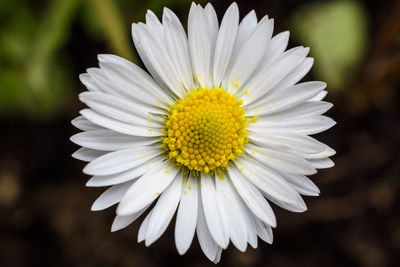 Close-up of white daisy