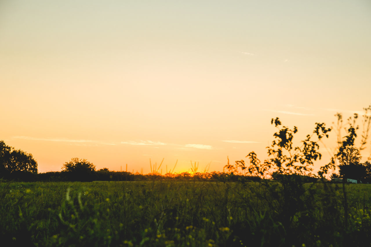 SCENIC VIEW OF AGRICULTURAL FIELD AGAINST SKY DURING SUNSET