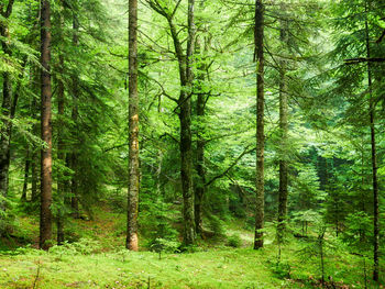 Pine trees in forest