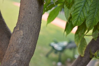 Close-up of tree trunk