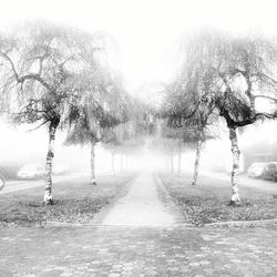 Road passing through forest