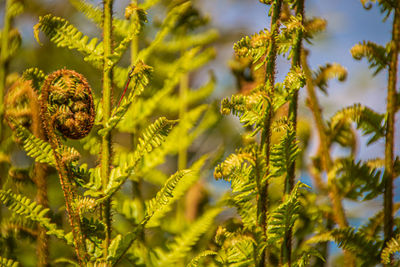plant