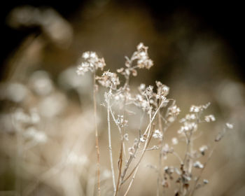 Close-up of white flowering plant on field