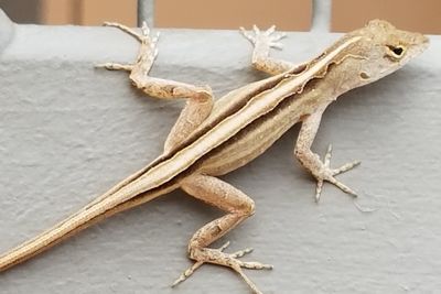 Close-up of lizard on table