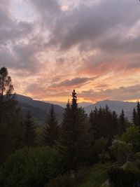 Scenic view of forest against sky during sunset