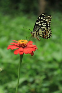 Close-up of butterfly perching on flower
