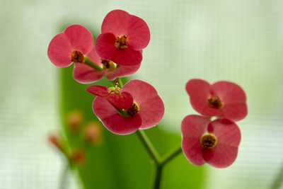 Close-up of red flowering plant