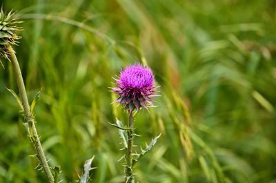 Close-up of pink thistle blooming outdoors