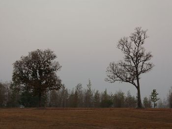 Bare trees on field