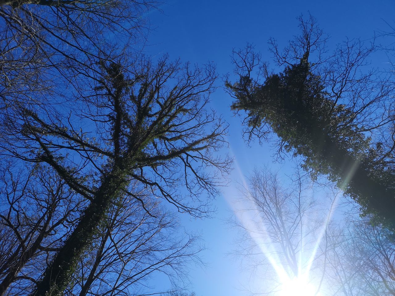 LOW ANGLE VIEW OF SILHOUETTE BARE TREE AGAINST SKY