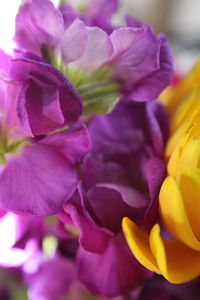 Close-up of fresh purple flower blooming outdoors