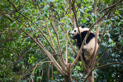 Low angle view of an animal on tree