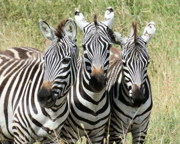 Zebras in a zebra