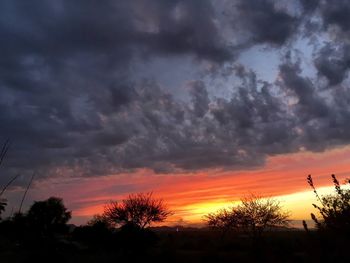 Low angle view of silhouette trees against orange sky