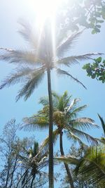 Low angle view of coconut palm tree against sky on sunny day