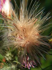 Close-up of dandelion