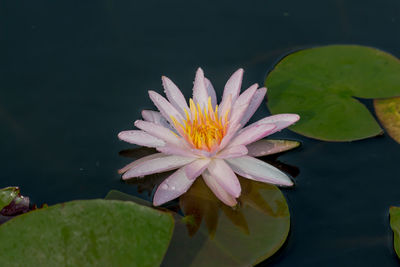 Close-up of water lily in lake