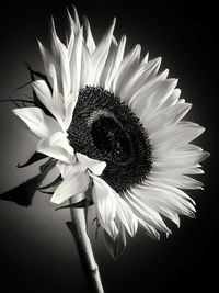 Close-up of flower blooming against black background