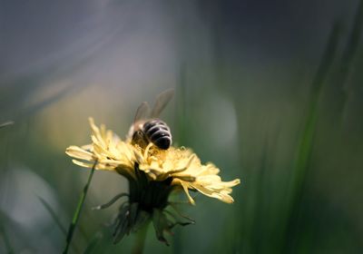 Close-up of bee pollinating on flower