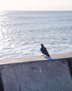 Bird perching on a sea