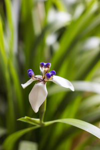 Close-up of purple iris flower