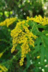 Close-up of yellow flowering plant