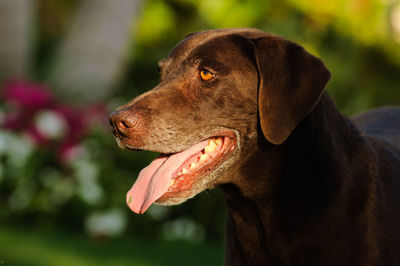 Close-up of a dog looking away