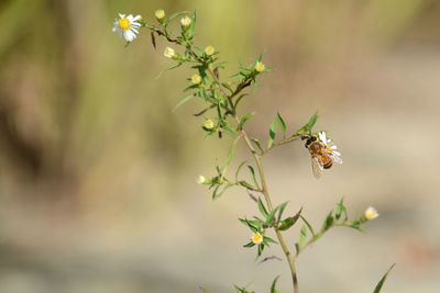 Close-up of bee on plant