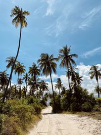 Road amidst palm trees against sky