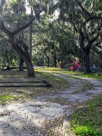 Trees growing in park