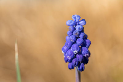 Close-up of purple flowering plant