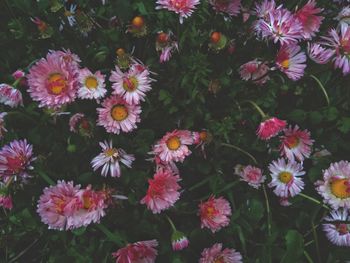 High angle view of pink flowering plants