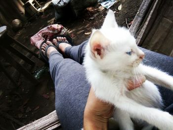 Low angle view of hand holding cat