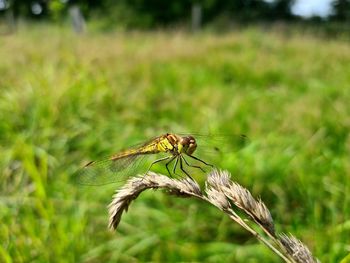 Close-up of insect on plant at field