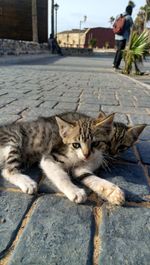 Portrait of cat relaxing on street in city